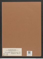 Synedra vaucheriae var. distans Grun. (de-Toni-Nr.: Genus 66, Species 2583) Zeichnungen Sammlung Grunow Mappe 02769 (Herbarium_W_Grunow_drawings_Folder_02769)